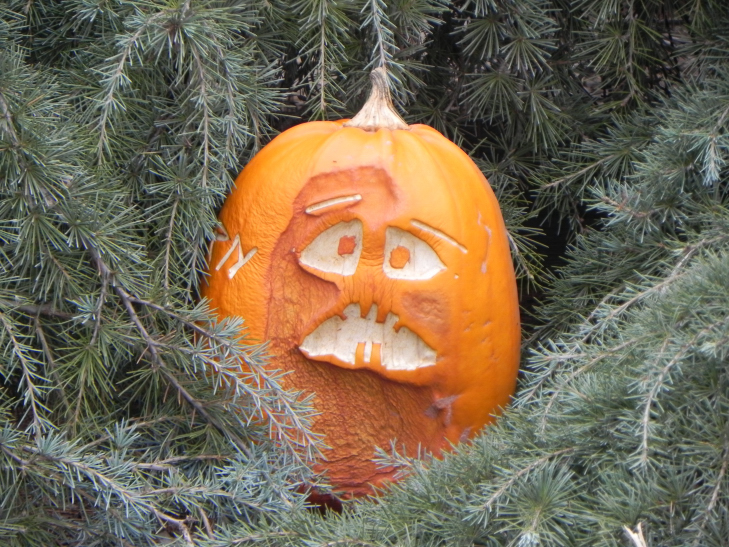 Confused, Nipomo Pumpkin Patch best carving idea